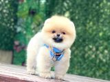 Pomeranian Boo