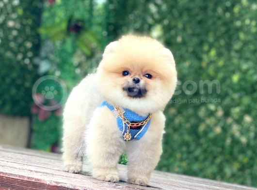 Pomeranian Boo görsel