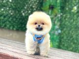 Pomeranian Boo