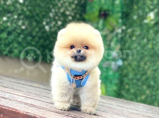 Pomeranian Boo görsel