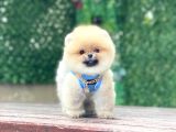 Pomeranian Boo