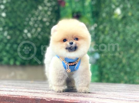 Pomeranian Boo görsel