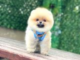 Pomeranian Boo