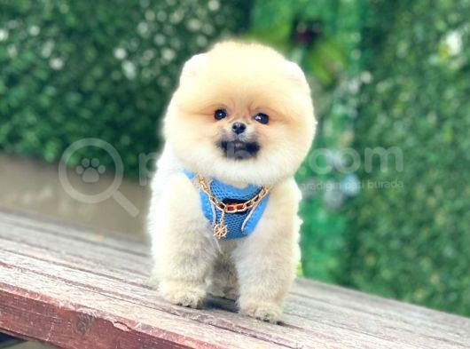 Pomeranian Boo görsel