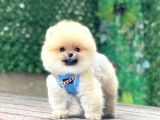 Pomeranian Boo