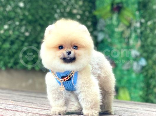 Pomeranian Boo