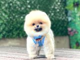 Pomeranian Boo