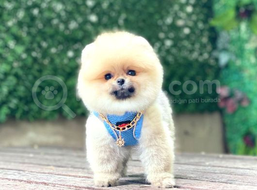 Pomeranian Boo görsel