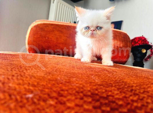 60 Günlük Beyaz Mavi̇göz Exoti̇c Shorthai̇r Di̇şi̇ Son Yavrumuz görsel