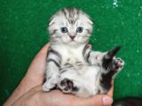 Güzellik Abidesi Silver Ns24 Scottish Fold Shorthair