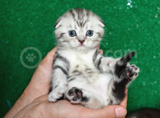 Güzellik Abidesi Silver Ns24 Scottish Fold Shorthair görsel