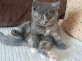 Bebek British Shorthair