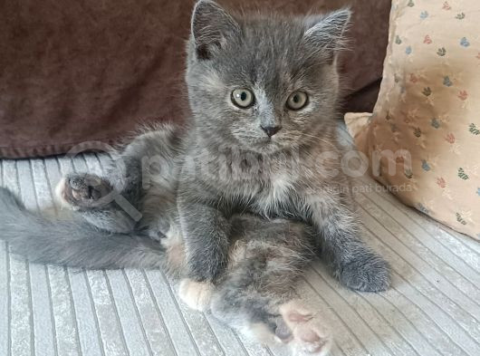 Bebek British Shorthair