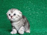 Güzellik abidesi Silver NS24 Scottish Fold Shorthair