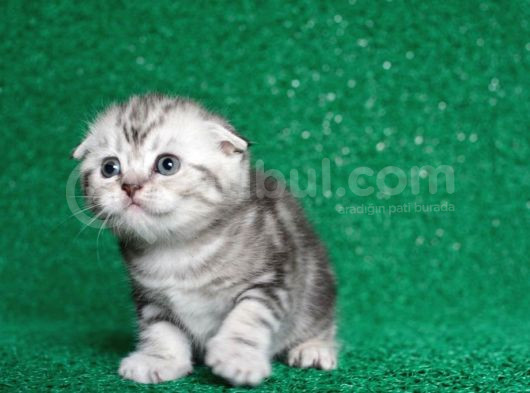 Güzellik Abidesi Silver Ns24 Scottish Fold Shorthair