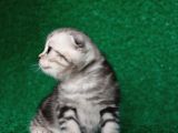 Güzellik Abidesi Silver Ns24 Scottish Fold Shorthair