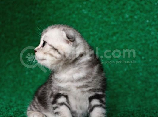 Güzellik Abidesi Silver Ns24 Scottish Fold Shorthair görsel