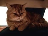 Munchkin Cüce Kedi 