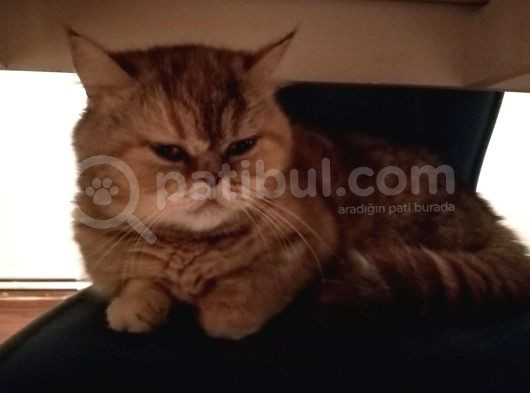 Munchkin Cüce Kedi  görsel