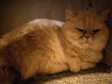 Munchkin cüce kedi 