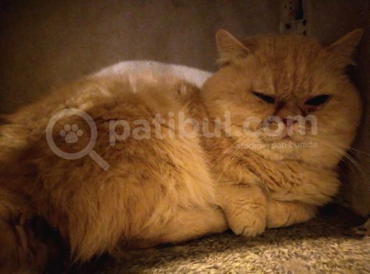 Munchkin Cüce Kedi 