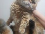 Munchkin Cüce Kedi 