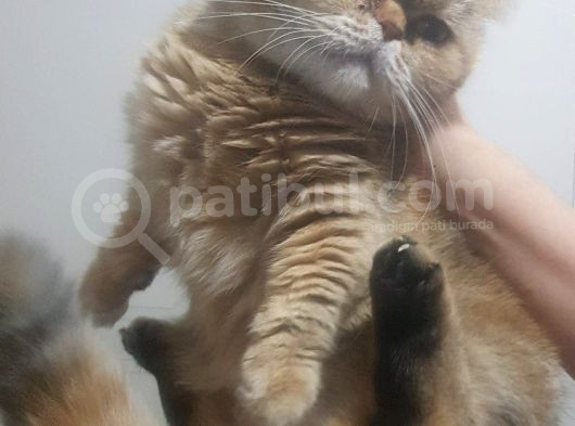Munchkin Cüce Kedi  görsel