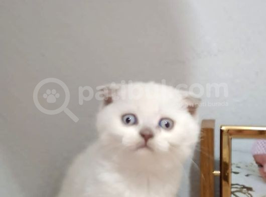 Kar Beyaz Pamuk Tesli̇me Hazir