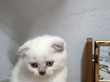 Kar Beyaz Pamuk Tesli̇me Hazir