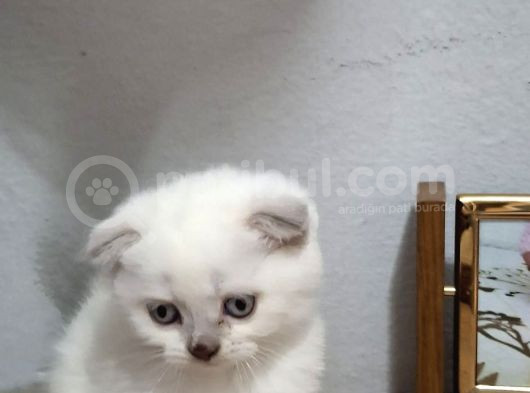 Kar Beyaz Pamuk Tesli̇me Hazir görsel