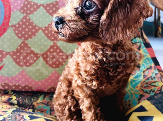 Bursanın Ennnnnn Güzel Kore Poodle Bebekleri görsel