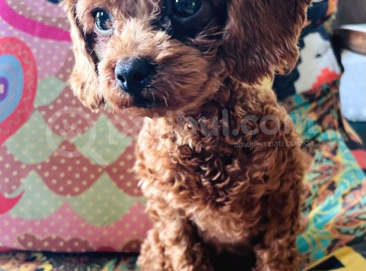 Bursanın Ennnnnn Güzel Kore Poodle Bebekleri görsel