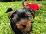 Saf Kan Yorkshire Terrier