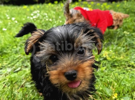 Saf Kan Yorkshire Terrier görsel