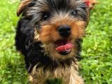 Saf Kan Yorkshire Terrier