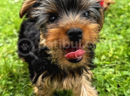 Saf Kan Yorkshire Terrier