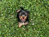 Saf Kan Yorkshire Terrier