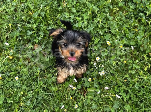 Saf Kan Yorkshire Terrier görsel