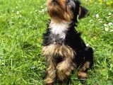 Saf Kan Yorkshire Terrier
