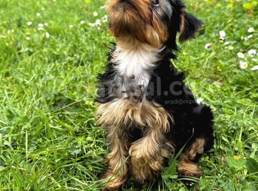 Saf Kan Yorkshire Terrier görsel