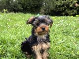 Saf Kan Yorkshire Terrier
