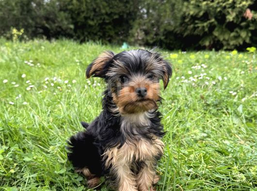 Saf Kan Yorkshire Terrier görsel
