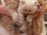 Dişi British Golden Longhair Yavru