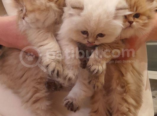 Dişi British Golden Longhair Yavru görsel