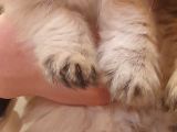 Dişi British Golden Longhair Yavru