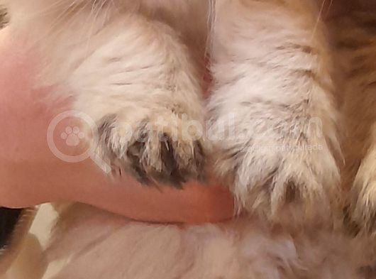 Dişi British Golden Longhair Yavru görsel