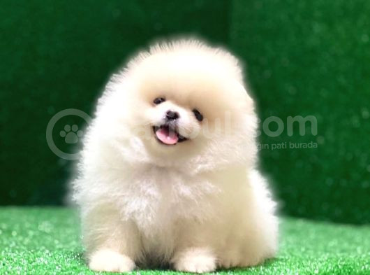 Ayı Suratlı Pomerri̇an Boo Yavrumuz