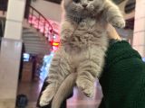 VONALPET GARANTİSİYLE MÜKEMMEL KALİTEDE BRİTİSH SHORTHAİR  YAVRULARIMIZ