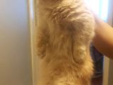 Munchkin Cüce Kedi 