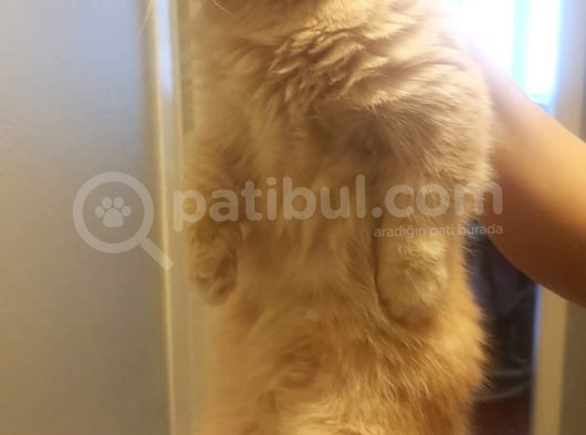Munchkin Cüce Kedi  görsel